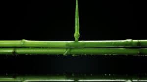 How the Bamboo Business Strategy Can Transform Your Company
